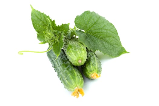 Green cucumbers with leaves on a white background