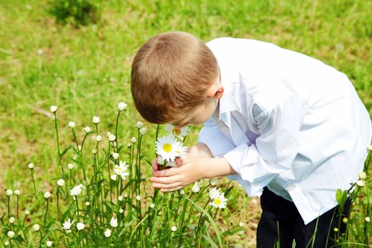 The boy holds hands flowers of a camomile in the afternoon