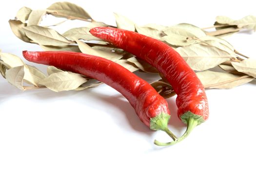 Pods of pepper and bay leaf branch on a white background