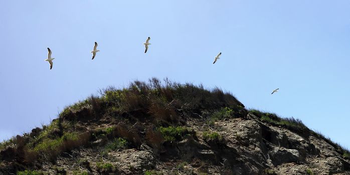 Stitched time lapse panoramic view of a flying seagull as spotted on the coast of Block Island located in Rhode Island USA.