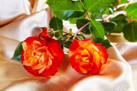 Red roses on a golden fabric