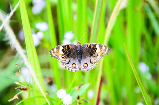 Butterflies are flying in tropical rainforest.