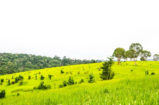 Tropical rainforest Landscape in Khao Yai National Park, Nakhon Ratchasima, Thailand.