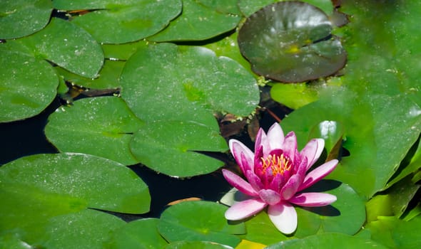 Two pink Lotus on the pond's water