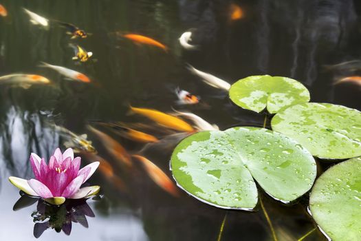 Lily Pad Leaf and Pink Flower Floating in Koi Fish Pond