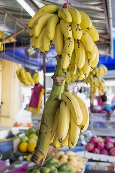 Ripe Yellow Bananas Bunch Hanging at Fruit Stall in Southeast Asia