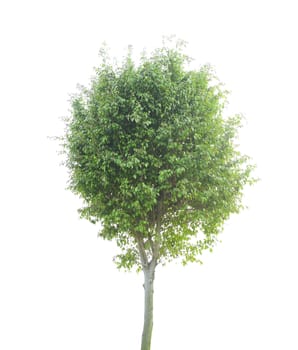 plant tree