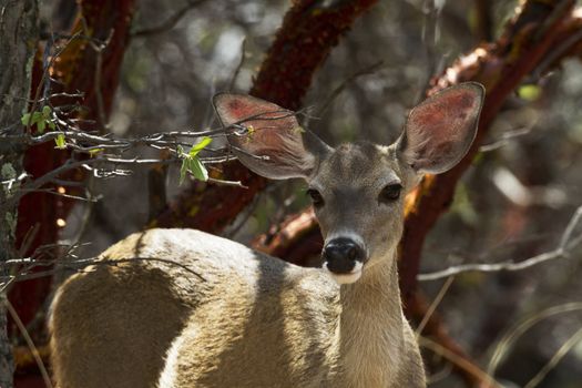 Alert deer, eyes liquid and ear perked up and out, watches from the shadowed protection of trees in Ramsey Canyon, Arizona, an area famed for its hummingbirds. 