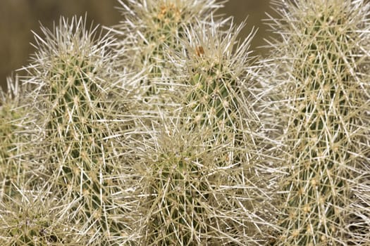 Thorns and segments of jumping or Teddy Bear Cholla cactus in Arizona's Sonoran Desert