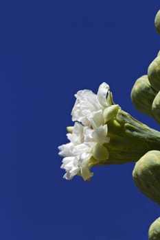 Saguaro blossom on right with sky blue copy space to left