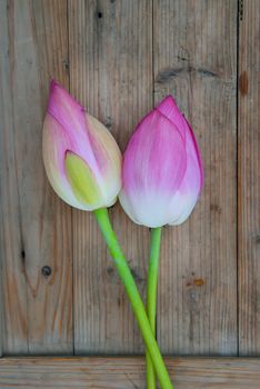 two pink lotus on wood background