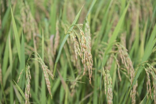 Ripening rice in a paddy field