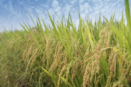 Ripening rice in a paddy field