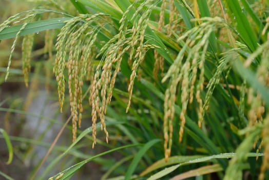 Ripening rice in a paddy field