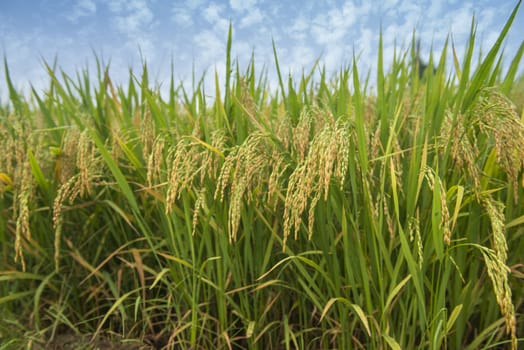 Ripening rice in a paddy field