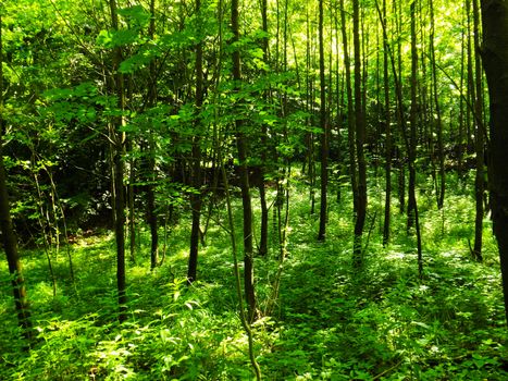 a mixed forest on a mountain.