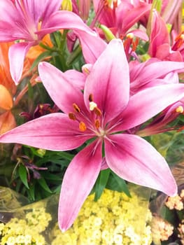 Bouquet of beautiful lilies, with one lily on show