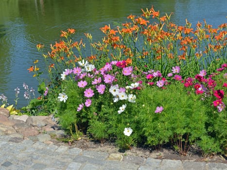 Blooming flowers on the coast of small lake.