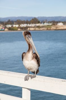 Brown Pelican (Pelecanus occidentalis) on Santa Cruz Wharf.