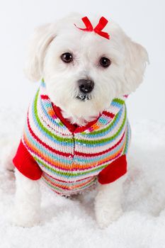 Winter puppy dog wearing a striped jumper in the snow