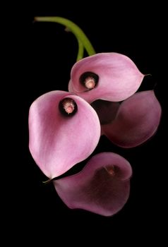 Two calla lillies and their reflections against a dark background   Callas are also known as trumpet lily and Lily of the Nile.