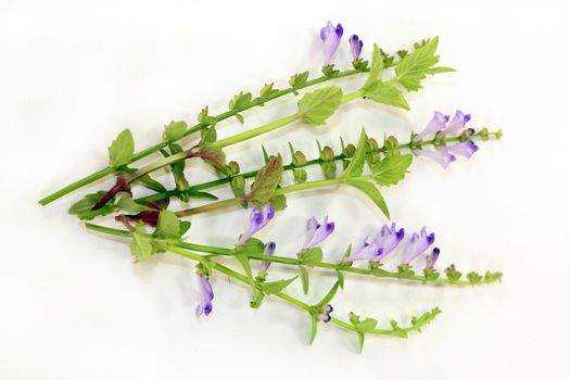 the flowers and leaves of the Chinese plant Ban Zhi Lian