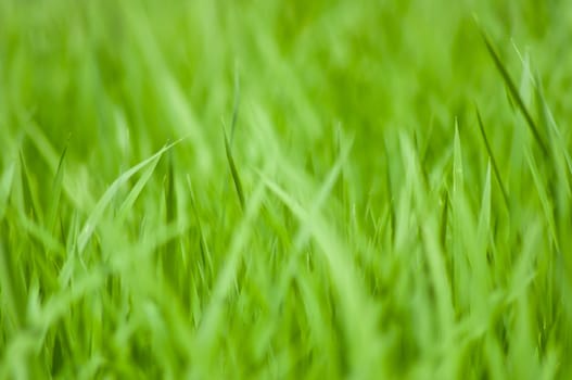 Defocus of rice field