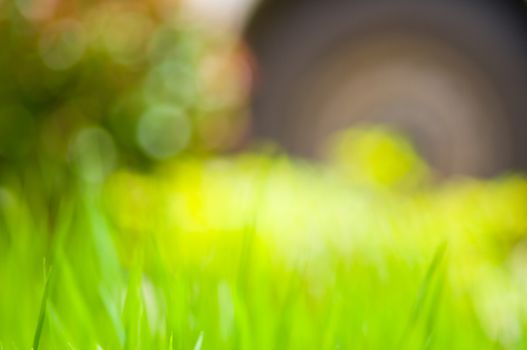 defocus of rice field with bokeh light