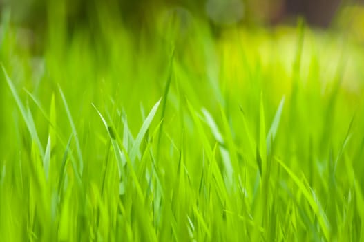 rice field with bokeh light