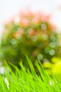 defocus of rice field with bokeh light