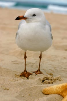 Australian seagull walking on a sandy beach