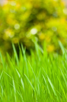 defocus of rice field with bokeh light