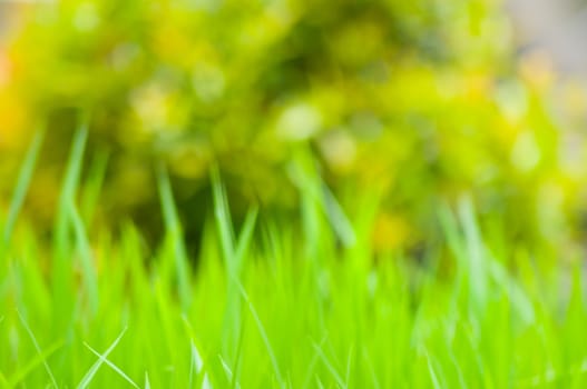 defocus of rice field with bokeh light