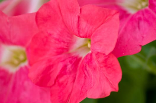 close up of red flower