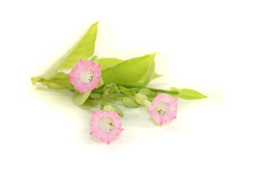 blooming tobacco plant with leafs and blossoms on a light background