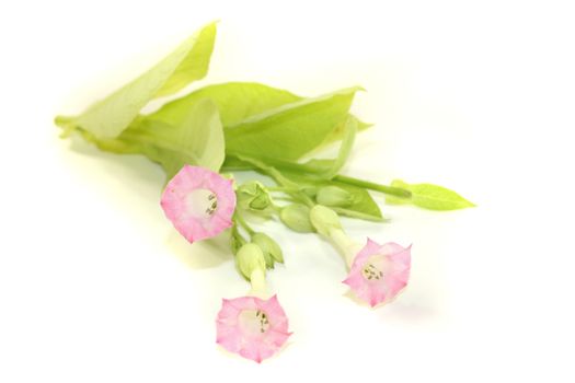 fresh blooming tobacco plant with leafs and blossoms on a light background