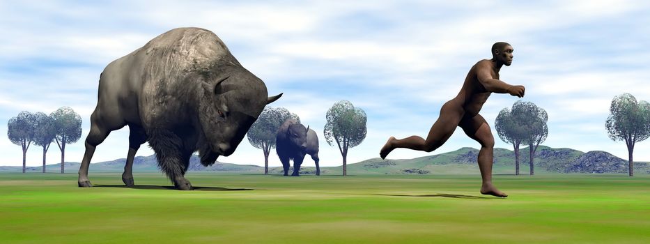 Aggressive bison charging Homo Erectus man running out to escape