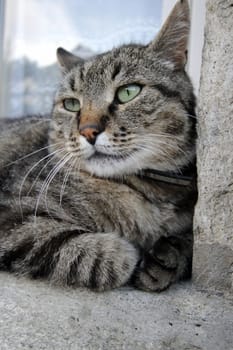 Grey cat portrait lying on edge of window
