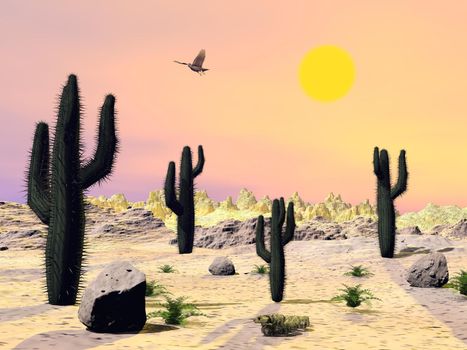 Cactus and stones in the desert with eagle flying by beautiful sunset