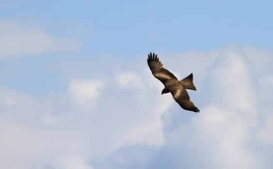 Buzzard flying in cloudy blue sky with wings wide open