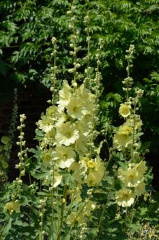 Yellow Hollyhocks