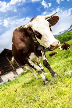 Cow, farm animal in the french alps, Abondance race cow, savy, beaufort sur Doron