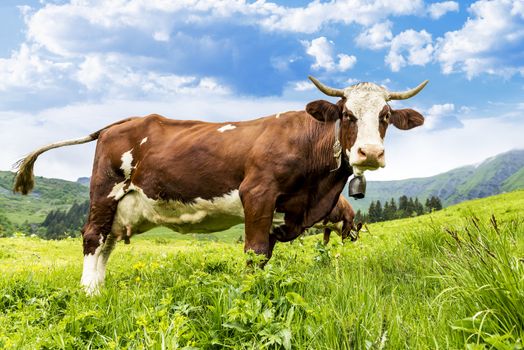 Cow, farm animal in the french alps, Abondance race cow, savy, beaufort sur Doron