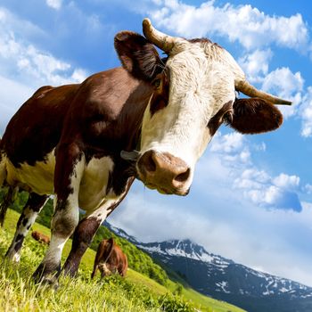 Cow, farm animal in the french alps, Abondance race cow, savy, beaufort sur Doron