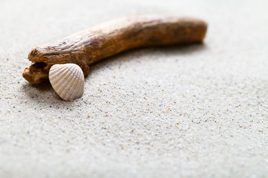 Sandy beach with shell and twig. Summer sand background concept. Copy space. Macro shot