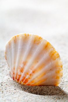 Seashell on beach background. Summer concept with copy space. Macro shot