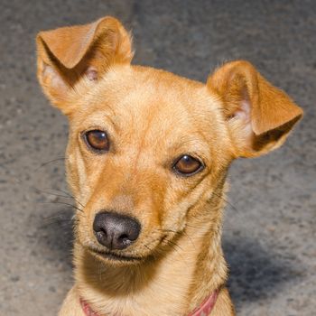 Cute homeless ginger puppy of mongrel  need of a home and a friends