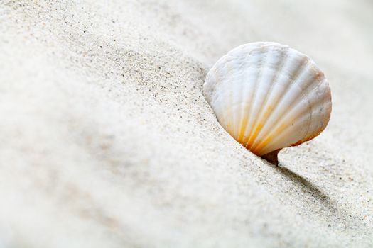 Shell on sandy beach. Summer background with copy space. Macro shot