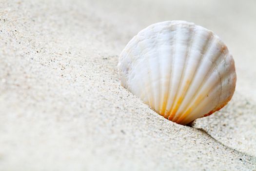 Shell on sandy beach. Summer background with copy space. Macro shot