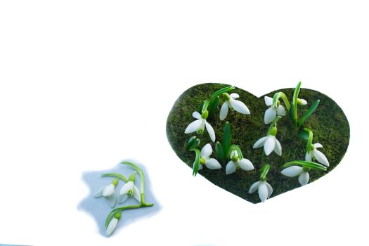 The small, white flowers (snowdrops) on the background of green grass. Located in the oval in the form of hearts on a white background.

